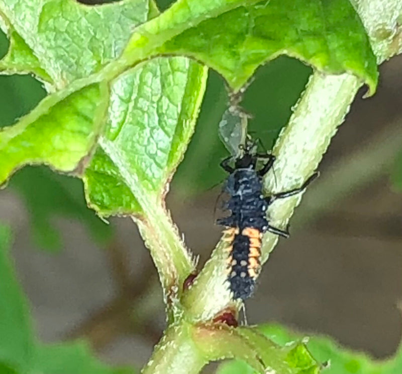 Te zien is de larve van een Aziatisch lieveheersbeestje die op een groene plant klimt. Het insect is donker met opvallende oranje markeringen.