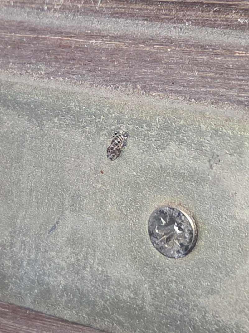 Een Aziatisch lieveheersbeestje zit op een metalen oppervlak naast een schroef. Het insect is erg klein en van een afstand gefotografeerd.