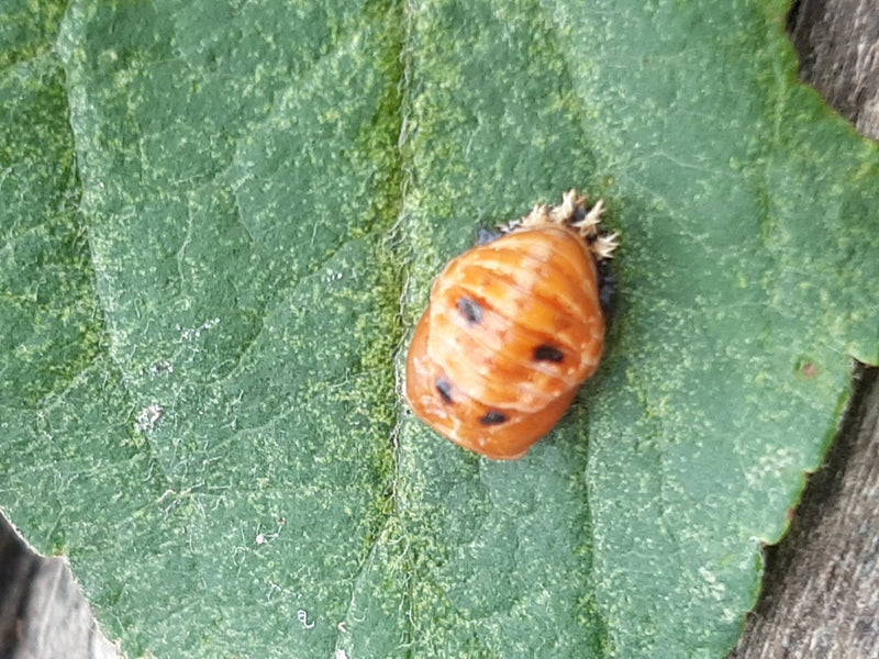 De poppenfase van een Aziatisch lieveheersbeestje rust op een groen blad. Dit oranje stadium vertoont kenmerkende donkere vlekken.