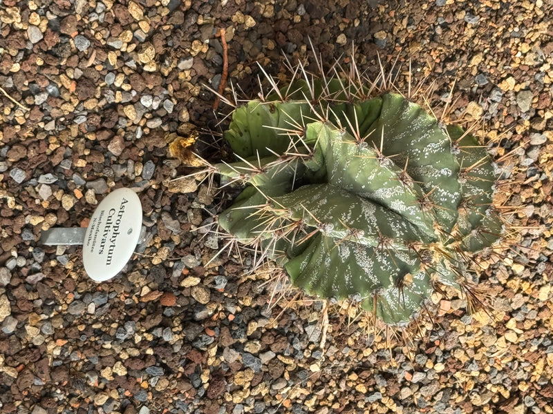 Astrophytum-Cultivar (Bischofsmütze) — foto 1 van 1