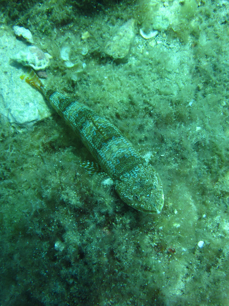 Atlantische hagedisvis — Bild 1