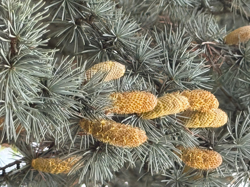 Takken van een atlasceder met blauwgroene naaldbundels en opstaande, cilindrische mannelijke kegels.