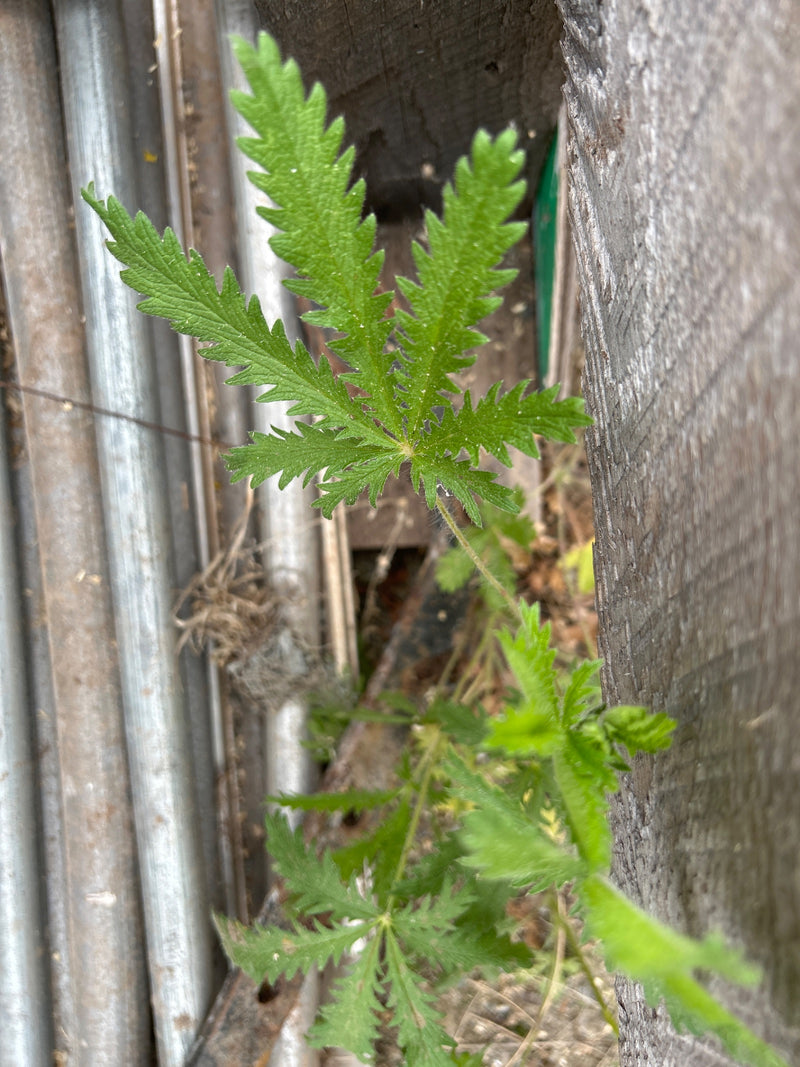 Aufrechtes Fingerkraut — Bild 1