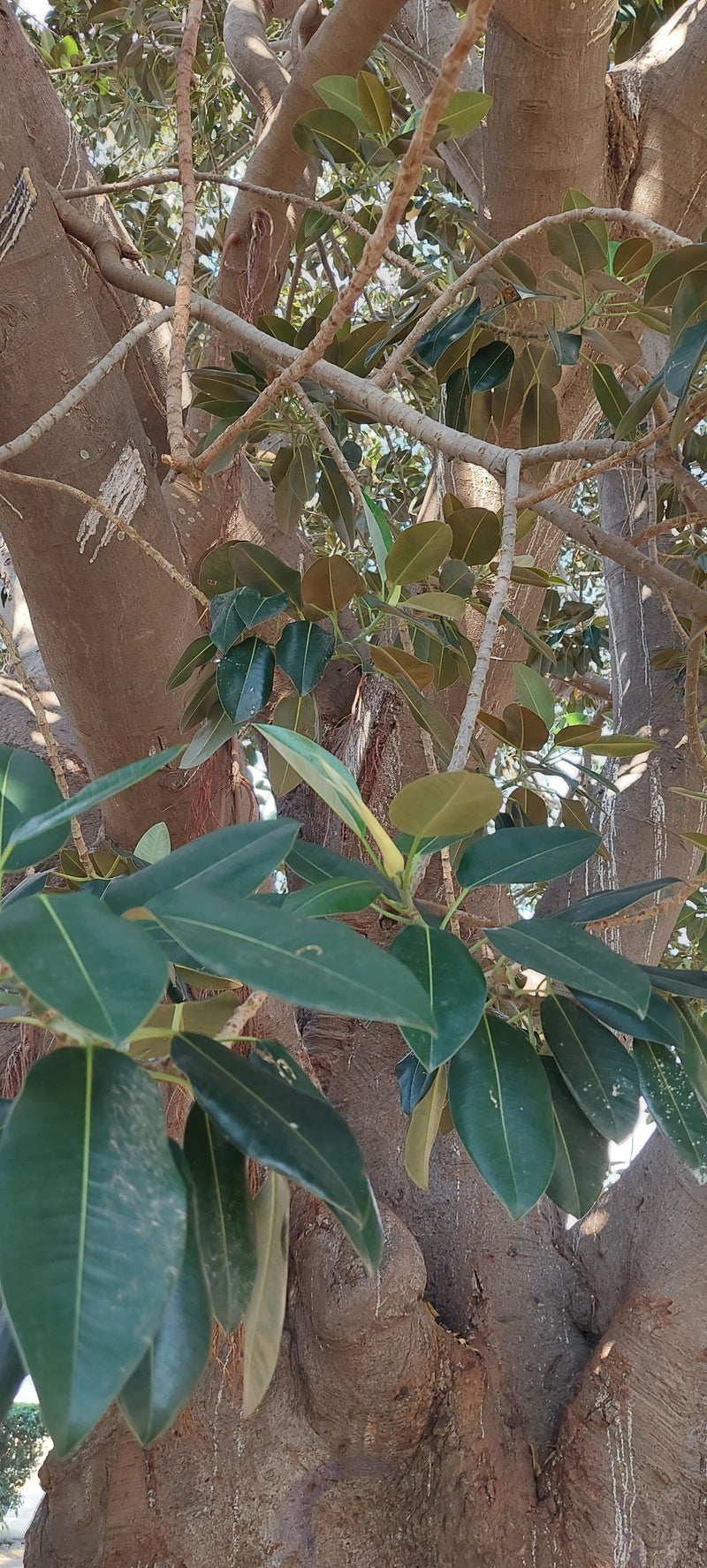 Australische vijg — foto 2 van 3