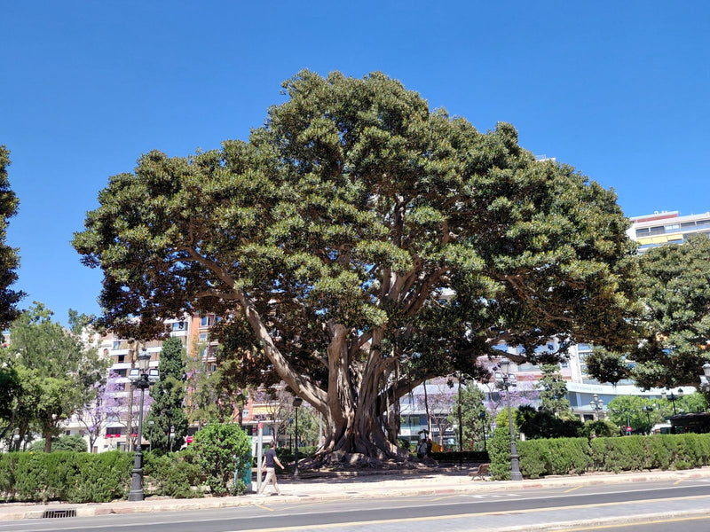 Australische vijg — foto 1 van 3