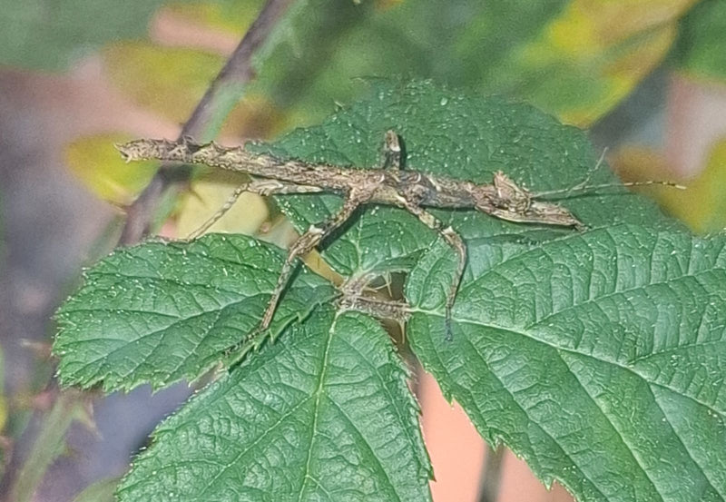Een nimf van de Australische flappentak zit goed gecamoufleerd op een groen blad. Het stekelige lichaamsoppervlak imiteert perfect een droog takje.