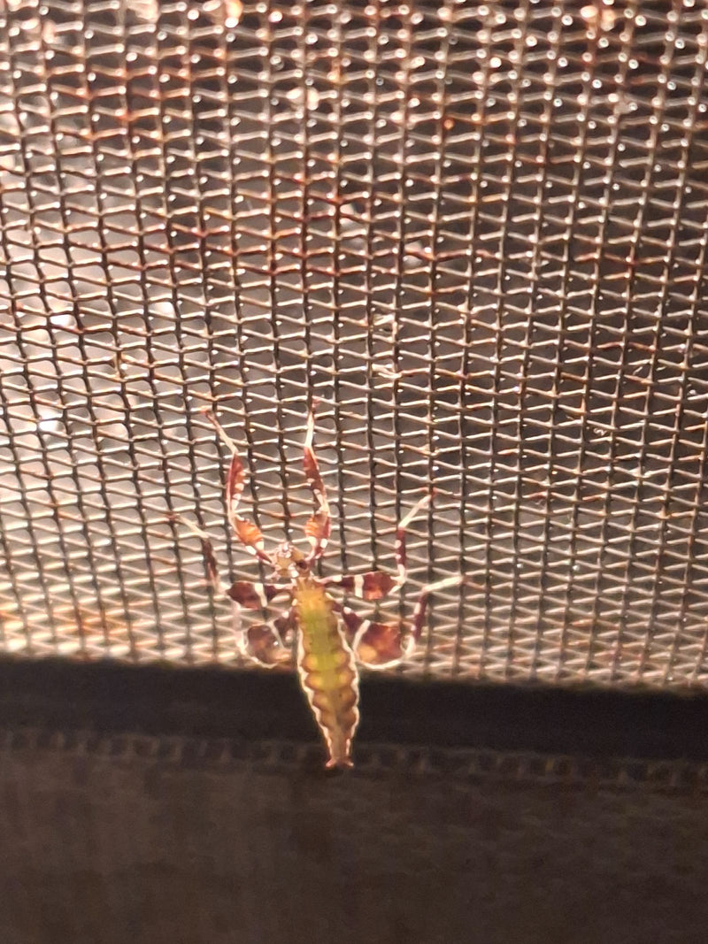 Een jonge Australische fluitende takkenmand zit op een fijn gaas. Het insect is goed zichtbaar en toont zijn typische stekelige uiterlijk.