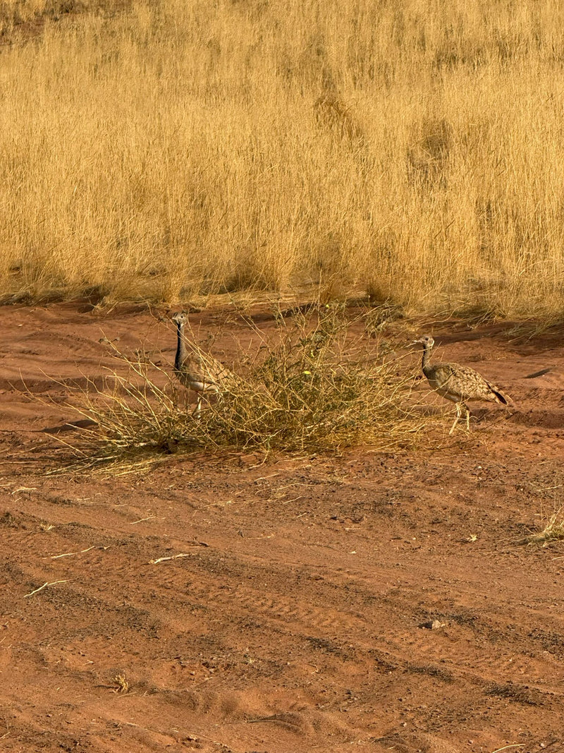 Australische Trappe — foto 1 van 1