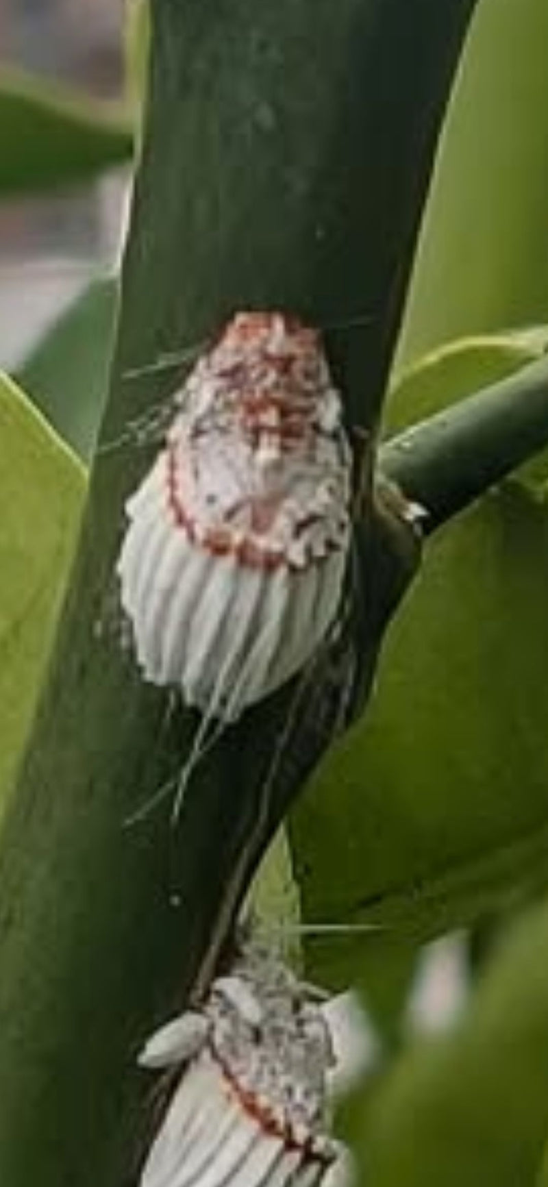 Een Australische wolluis met zijn karakteristieke geribbelde witte eierzak zit op een groene plantenstengel; daaronder is een tweede exemplaar aangesneden.