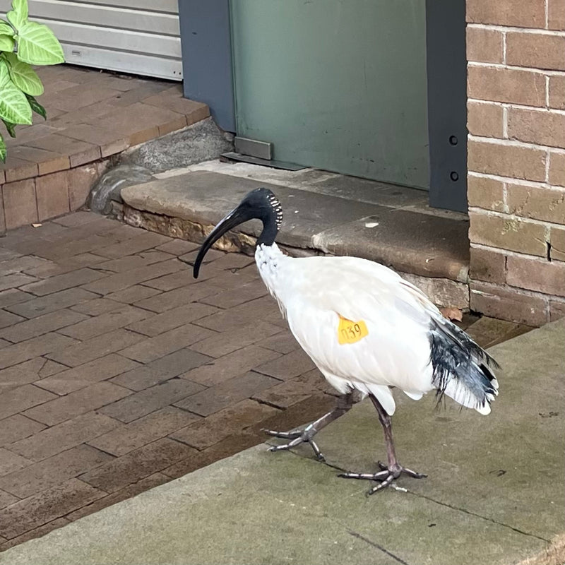 Australische Ibis — Bild 1