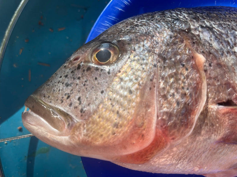 Australische snapper — Bild 1