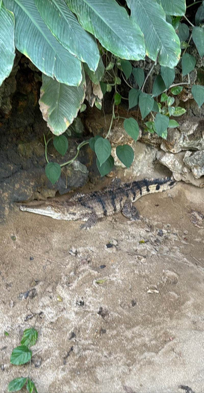 Australische zoetwaterkrokodil — Bild 1