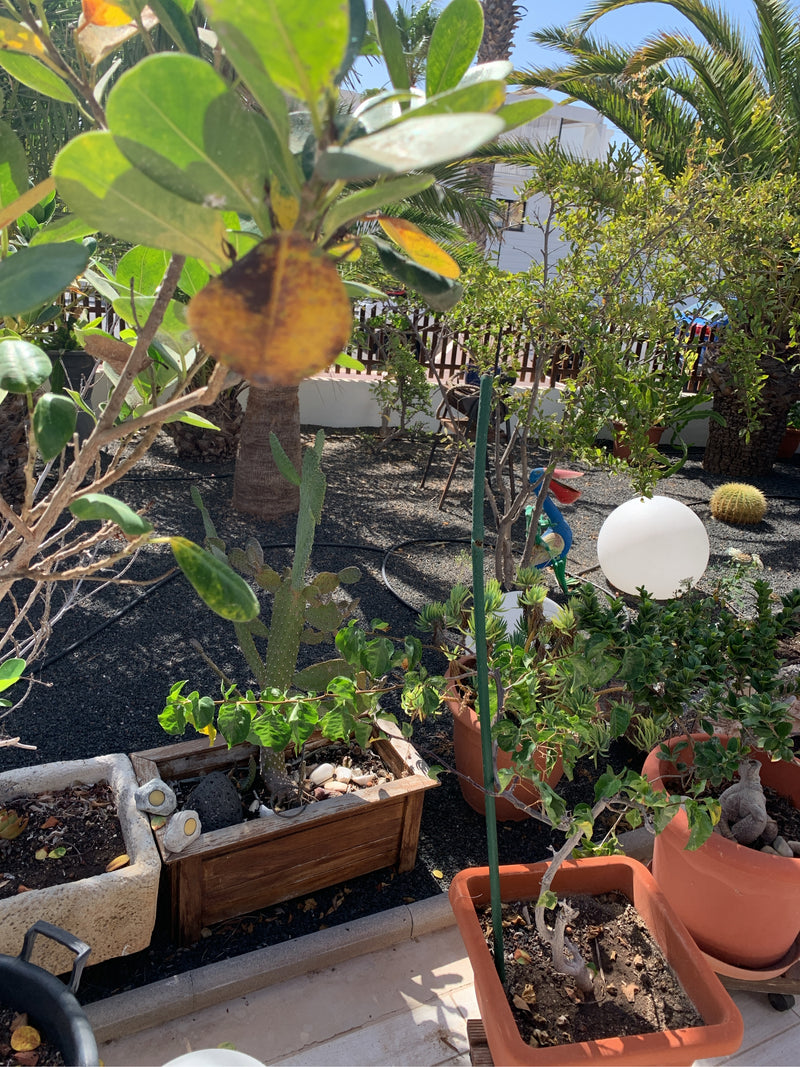 Op de voorgrond is een tak te zien met glanzende, leerachtige bladeren van de balsamappel. De plant staat in een zonnige tuinomgeving met diverse potplanten.