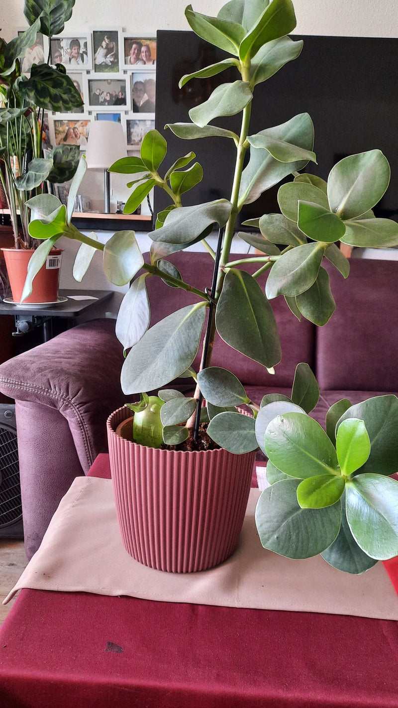 Te zien is een kamerplant in een rode bloempot met dikke, glanzende bladeren. De plant staat op een tafel in een woonkamer.