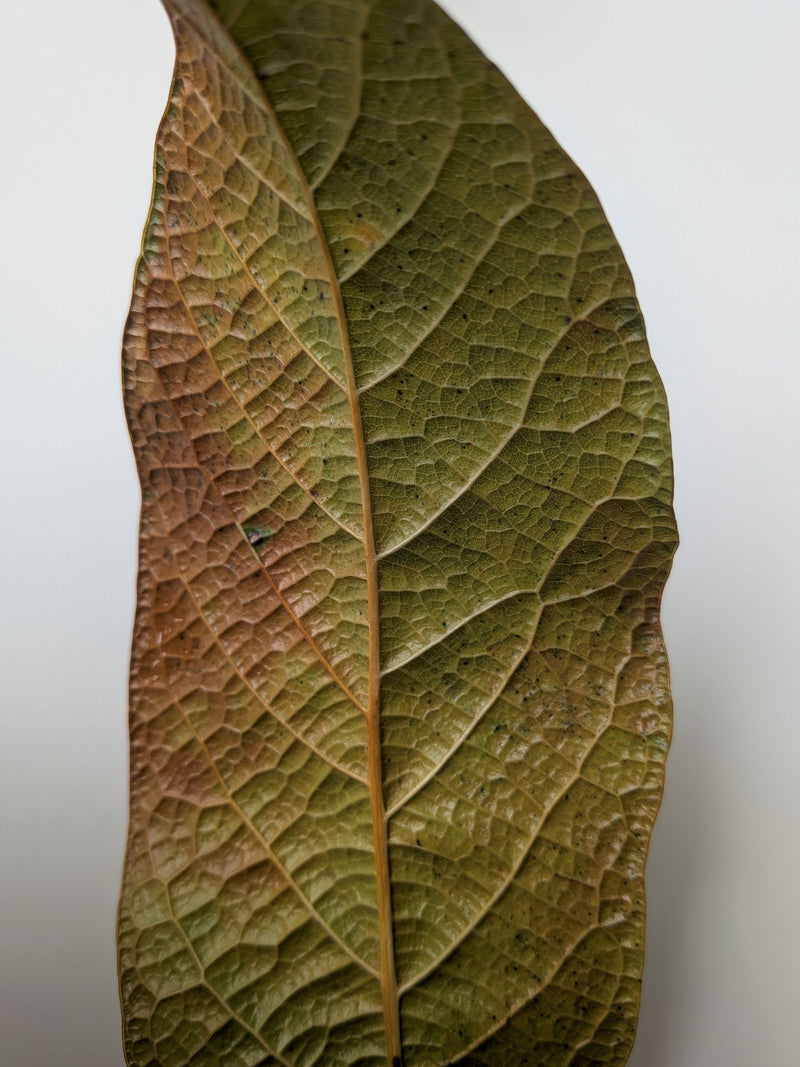 avocado — Bild 1