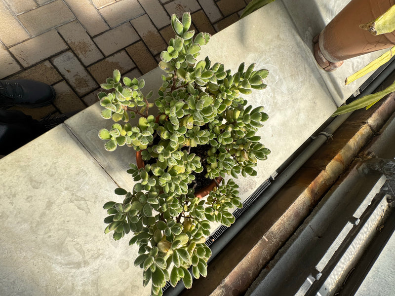 Een beertjespoot-succulent groeit in een pot op een richel. Het bovenaanzicht toont de dichtbehaarde, getande vetplantbladeren.