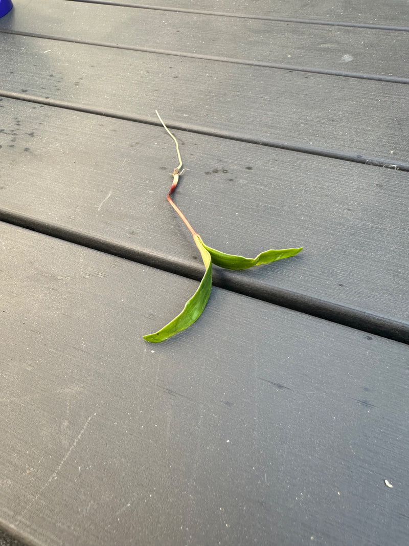 wilde knoflook — Bild 1