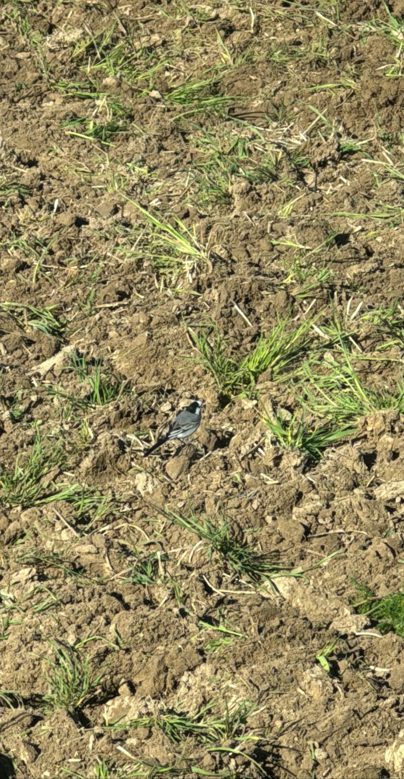 Een witte kwikstaart staat op een vers geploegde akker met verspreide groene grashalmen. De vogels is goed zichtbaar in zijaanzicht.