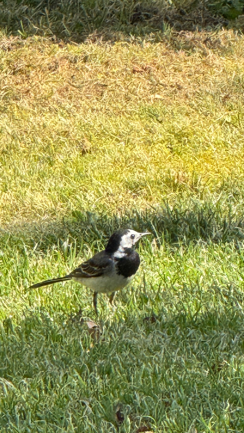 De afbeelding toont een witte kwikstaart die op een grasveld staat. De vogel vertoont zijn typische zwart-wit-grijze verenkleed.