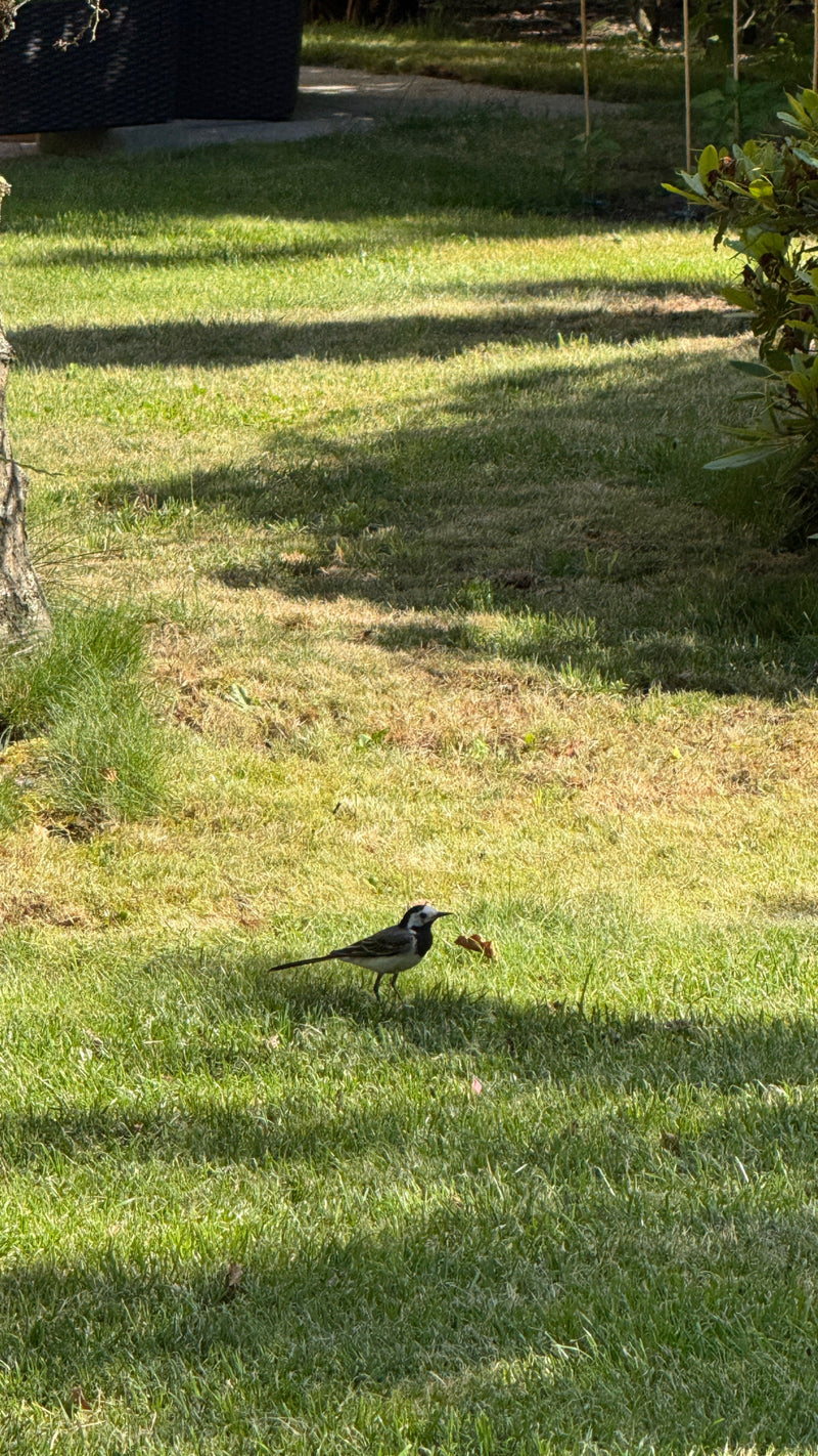 Een witte kwikstaart loopt over een groen gazon in een tuin bij strijklicht. Het typische zwart-wit verenkleed is goed zichtbaar.