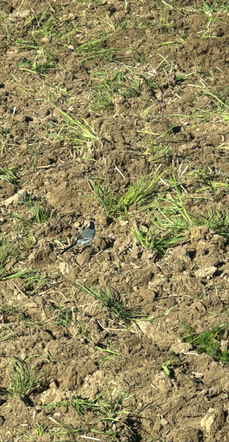 Een witte kwikstaart staat op een vers geploegd veld met verspreide groene sprieten. De vogels is van achteren te zien.