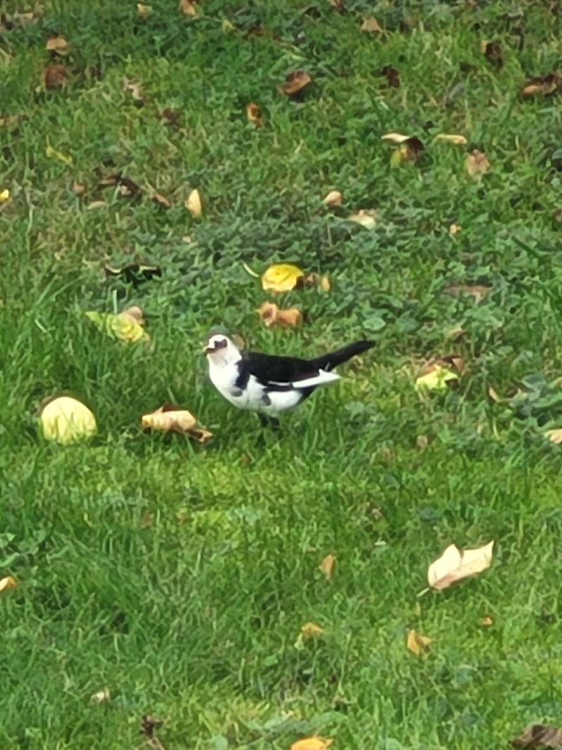 Een witte kwikstaart staat op een groene weide met verspreide bladeren. De vogels toont zijn typische zwart-wit-grijze verenkleed.
