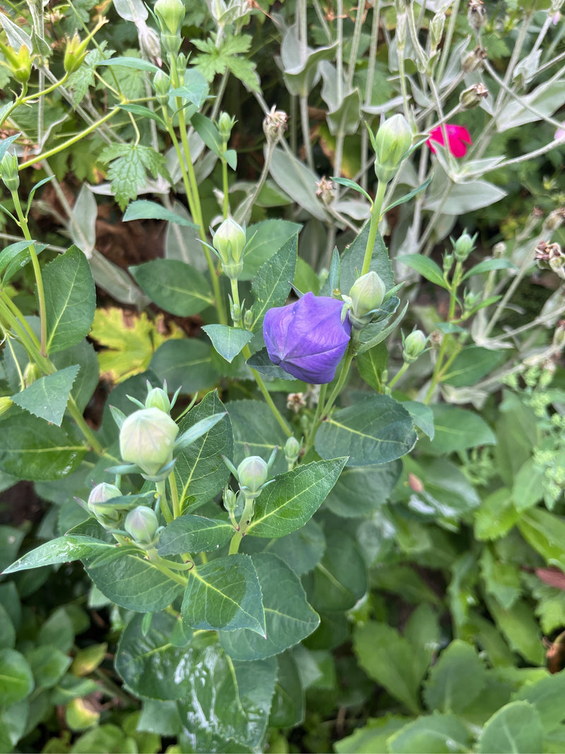Ballon bloem — Bild 2