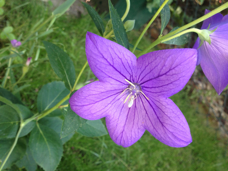 Ballon bloem — foto 4 van 37