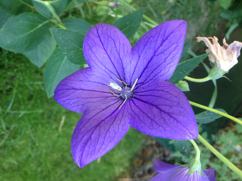 Ballon bloem — foto 5 van 37