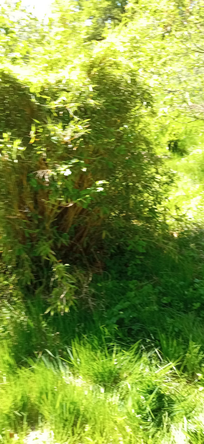 bamboe — Bild 1
