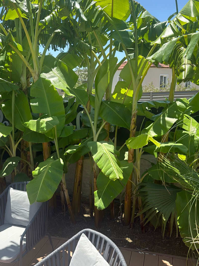 banaan — Bild 2