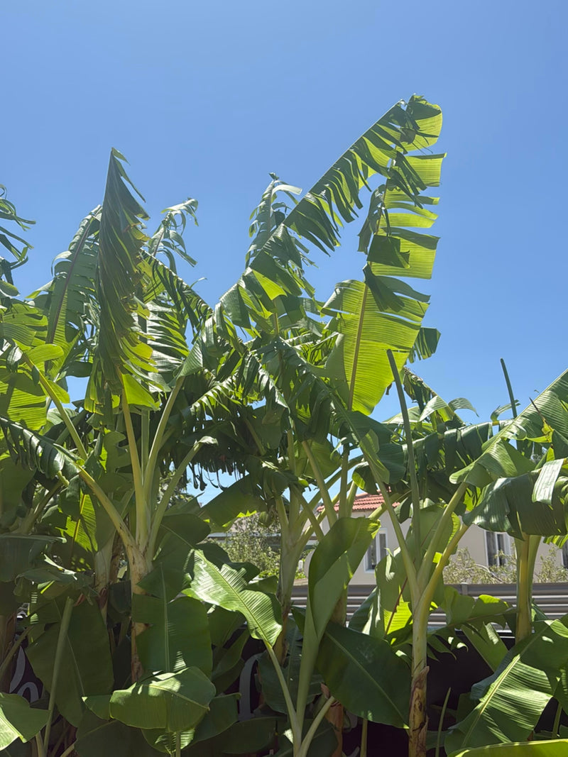 banaan — Bild 1