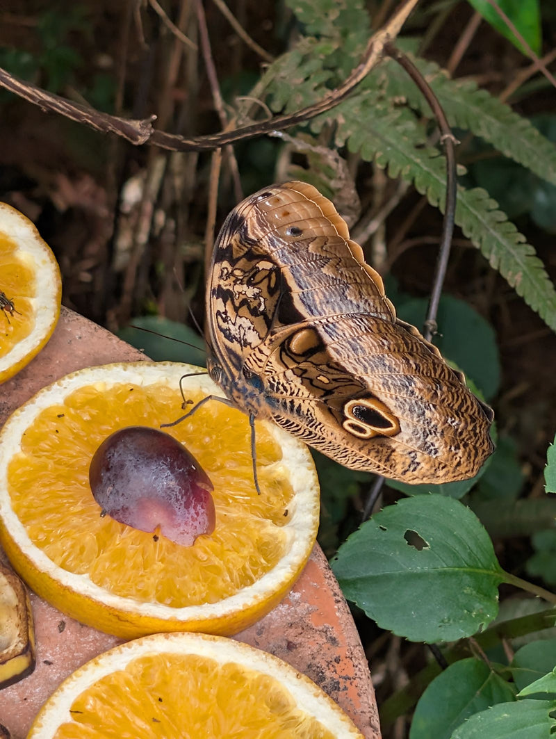 Bananenvlinder (uilvlinder) — Bild 1
