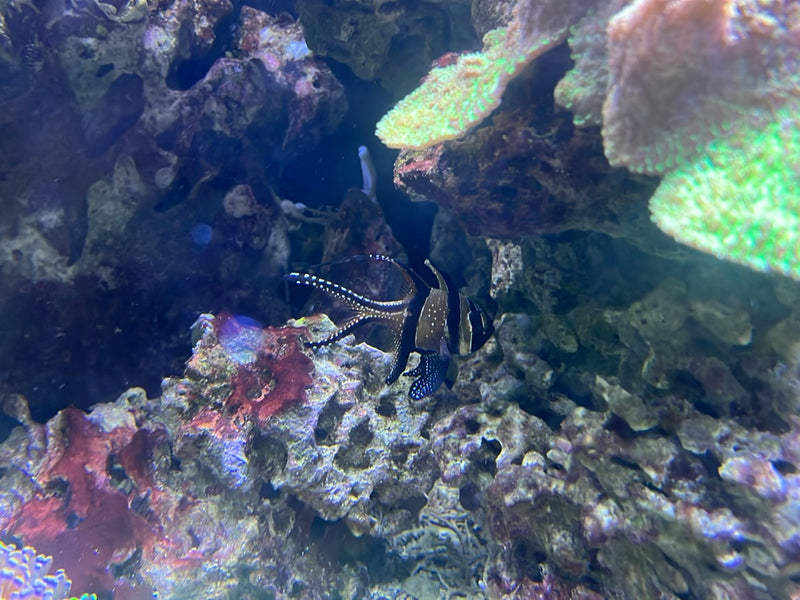 Banggai-Kardinalbarsch — foto 1 van 1