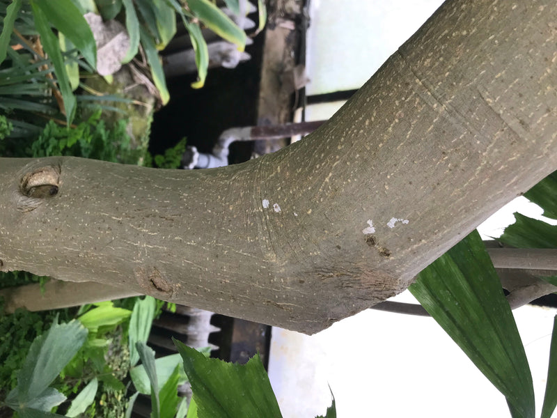 Banyan-afb — foto 4 van 4