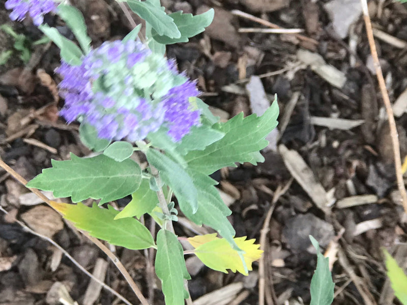 Bartblume — foto 2 van 3