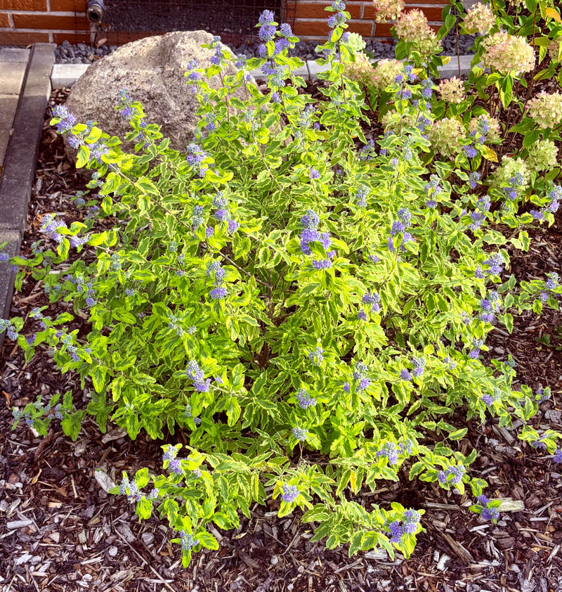 Bartblume — foto 1 van 3