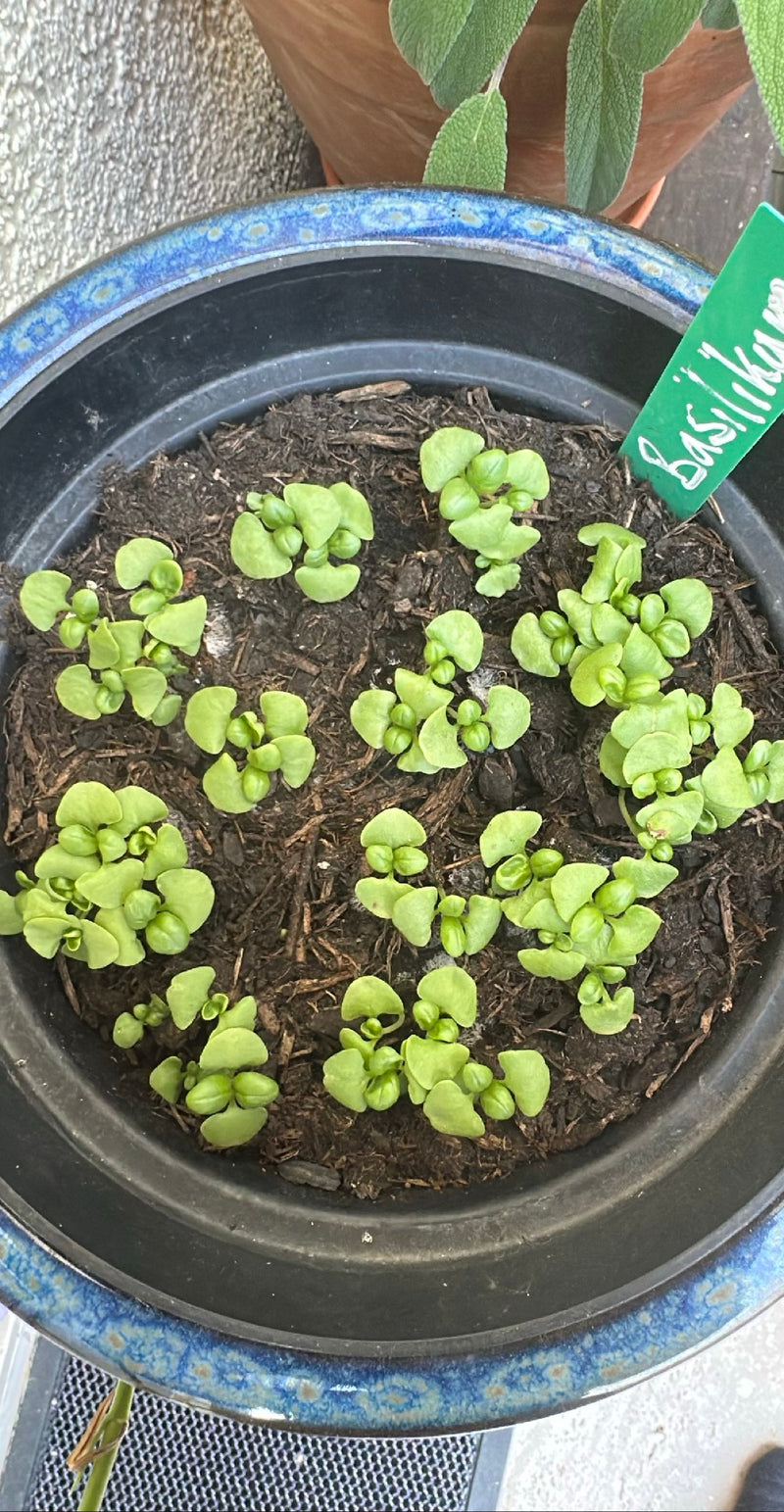 basilicum — Bild 1