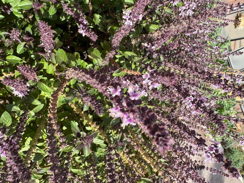 Te zien is een weelderig bloeiende basilicumplant met talrijke donkere bloeiaren en lichtpaarse bloemen.