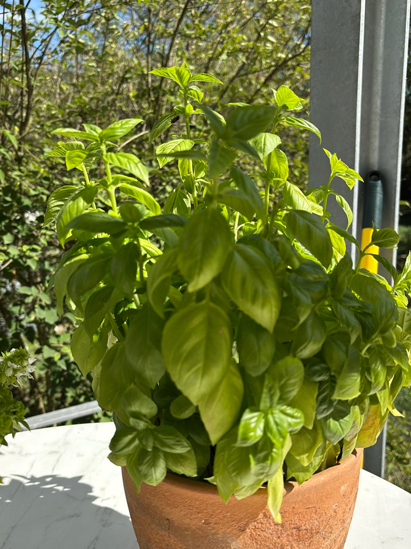 Te zien is een verse basilicumplant met heldergroene bladeren in een terracotta pot. De plant staat buiten voor een natuurlijke achtergrond.