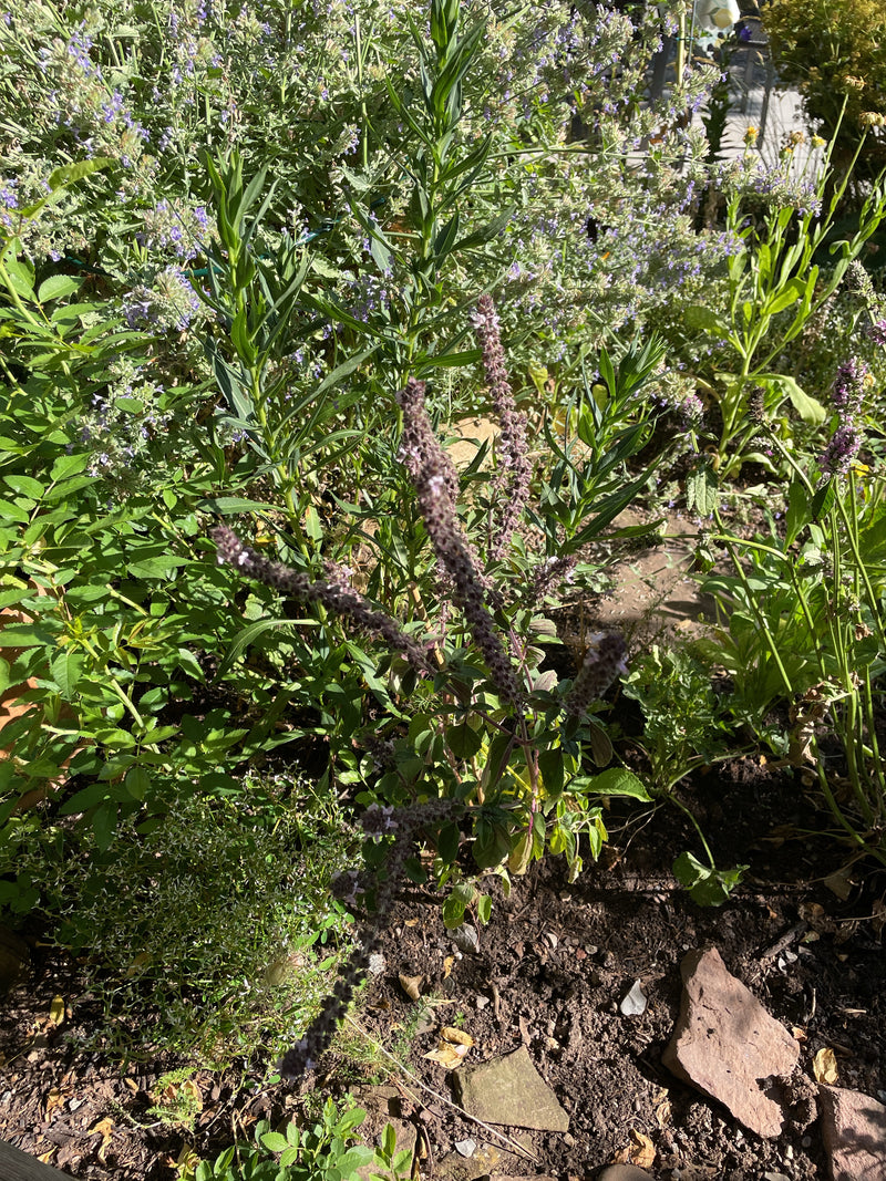 Een bloeiende basilicumplant is te zien in een tuinbed tussen andere groene planten. De plant toont zijn typische bloeiwijzen.
