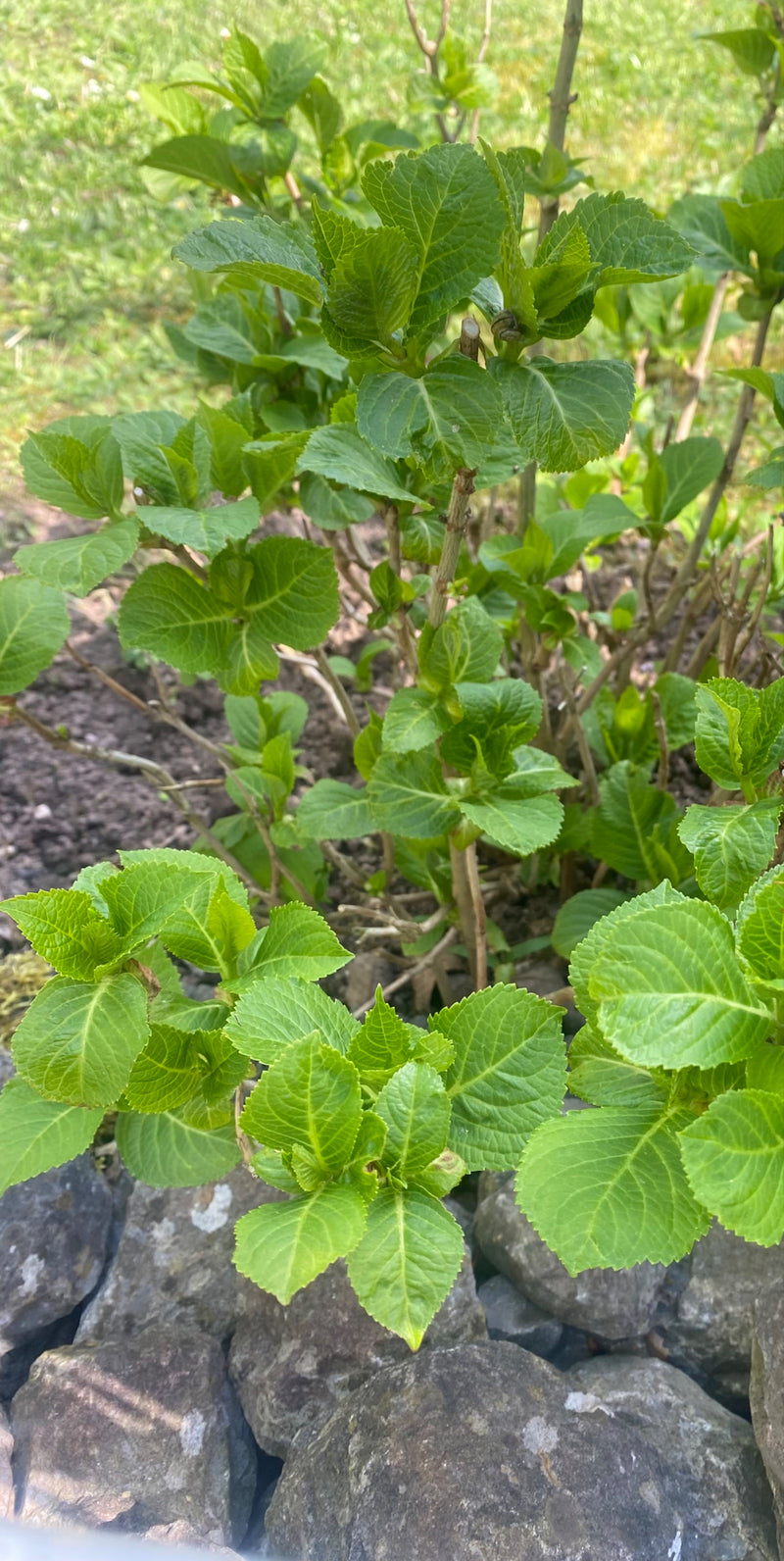 Hortensia's — Bild 1