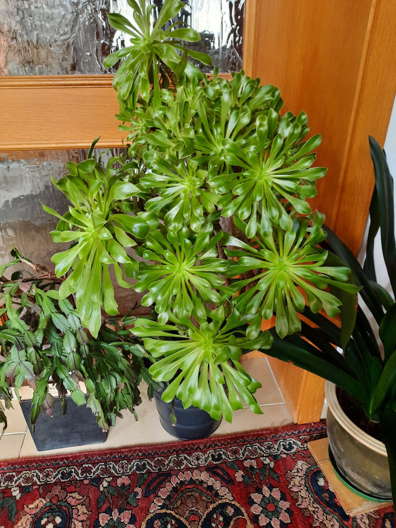 Baum-Aeonium — Bild 1