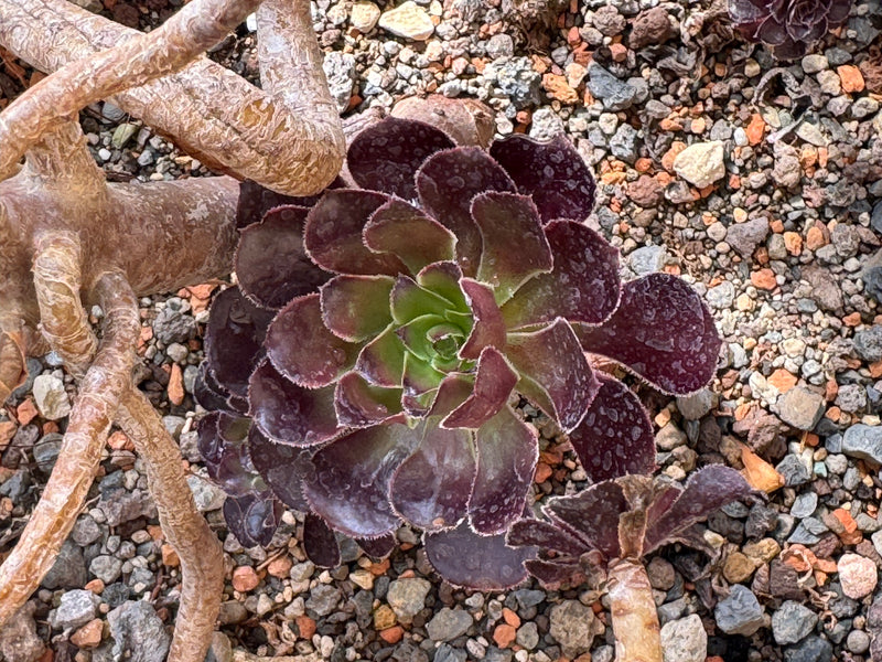 Een donkerpaarse blad rozet van een boom-aeonium groeit op steenachtige grindgrond naast verhoute stengels.