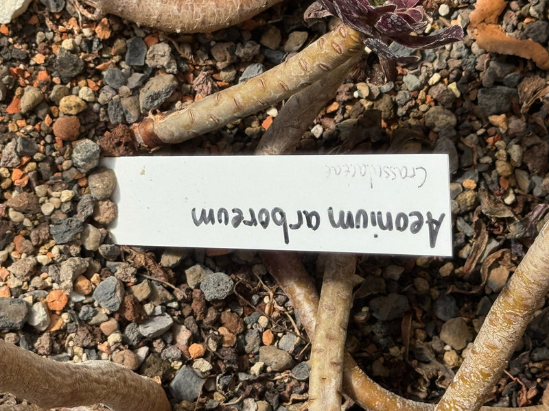 De afbeelding toont de dikke, kale stengels van een boom-aeonium met duidelijke bladlittekens op een grindachtige ondergrond. Tussen de scheuten ligt een han...