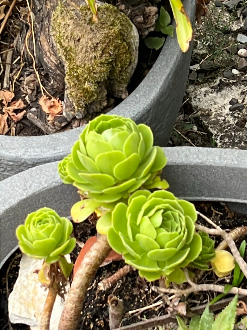 Boom Aeonium — foto 1 van 8