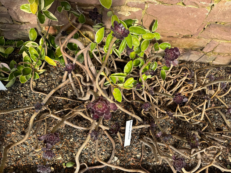 Een donkerpaarse cultivar van Aeonium arboreum spreidt zijn kronkelende takken uit over grindachtige grond tegen een stenen muur.