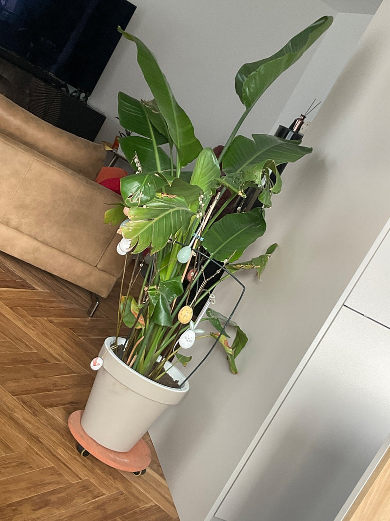 Boom Strelitzia — Bild 1