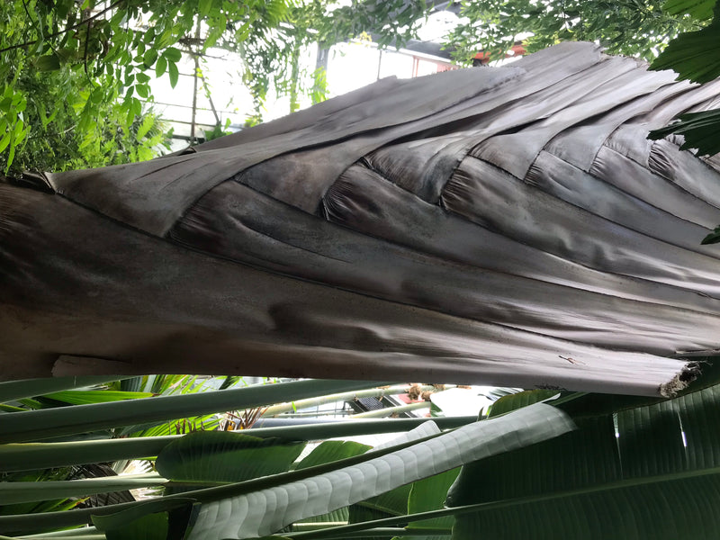 Baum der Reisenden — foto 5 van 5