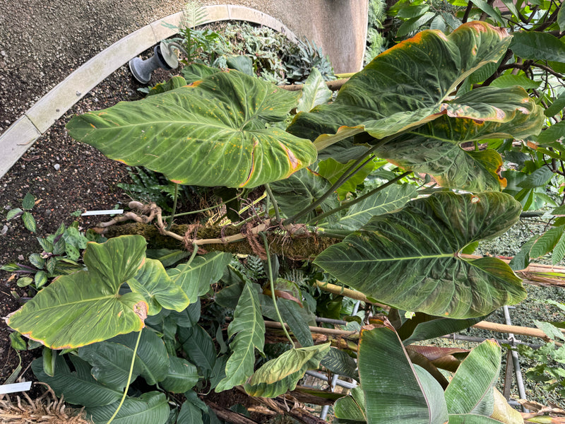 Een krachtige Philodendron-plant met grote, hartvormige bladeren die langs een stam in een kas groeit.